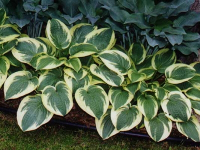 Hosta wide brim